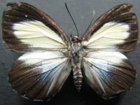 Hypochrysops theon johnsoni - Adult